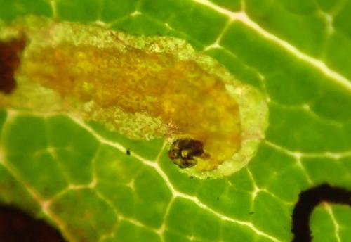 Réf. 270 641 : Stigmella sp.